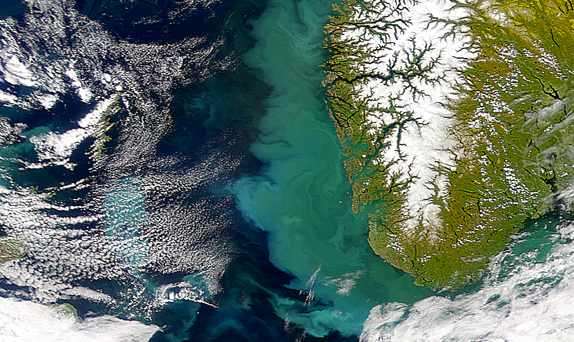 Plankton blomstrer opp til havs og føres nordover med Kyststrømmen. Bildet er hentet fra SeaWiFS-sensoren i juni 2000. Foto: NASA.