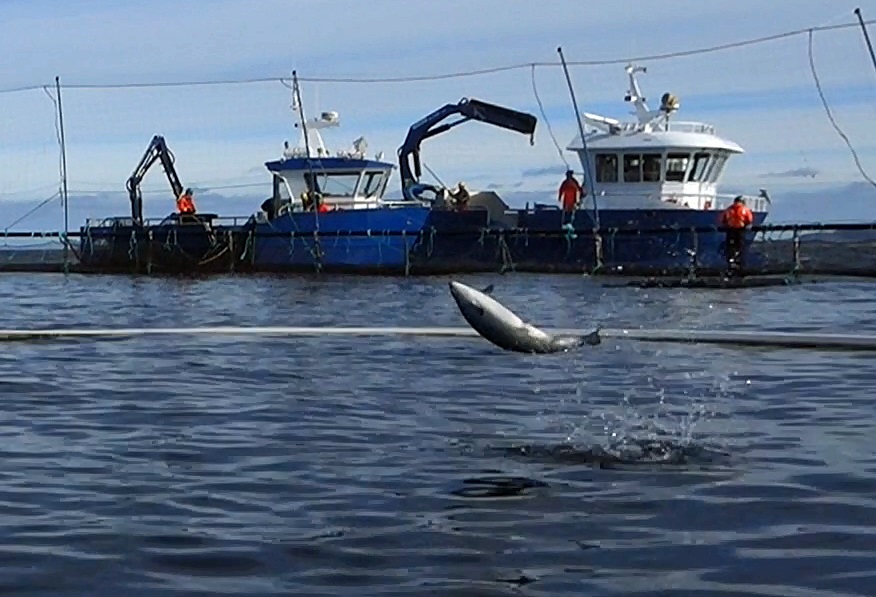 Fiskehelse har korrigert feilen der «hydrogenperoksid» tidligere ble vist som «annet virkestoff». Foto: Anders Røeggen.