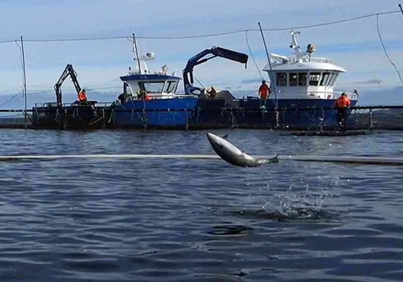 Fiskehelse har korrigert feilen der «hydrogenperoksid» tidligere ble vist som «annet virkestoff». Foto: Anders Røeggen.