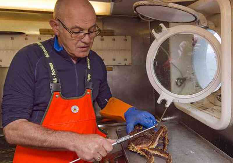 Seniorforsker Jan H. Sundet ved Havforskningsinstituttet måler krabbe.