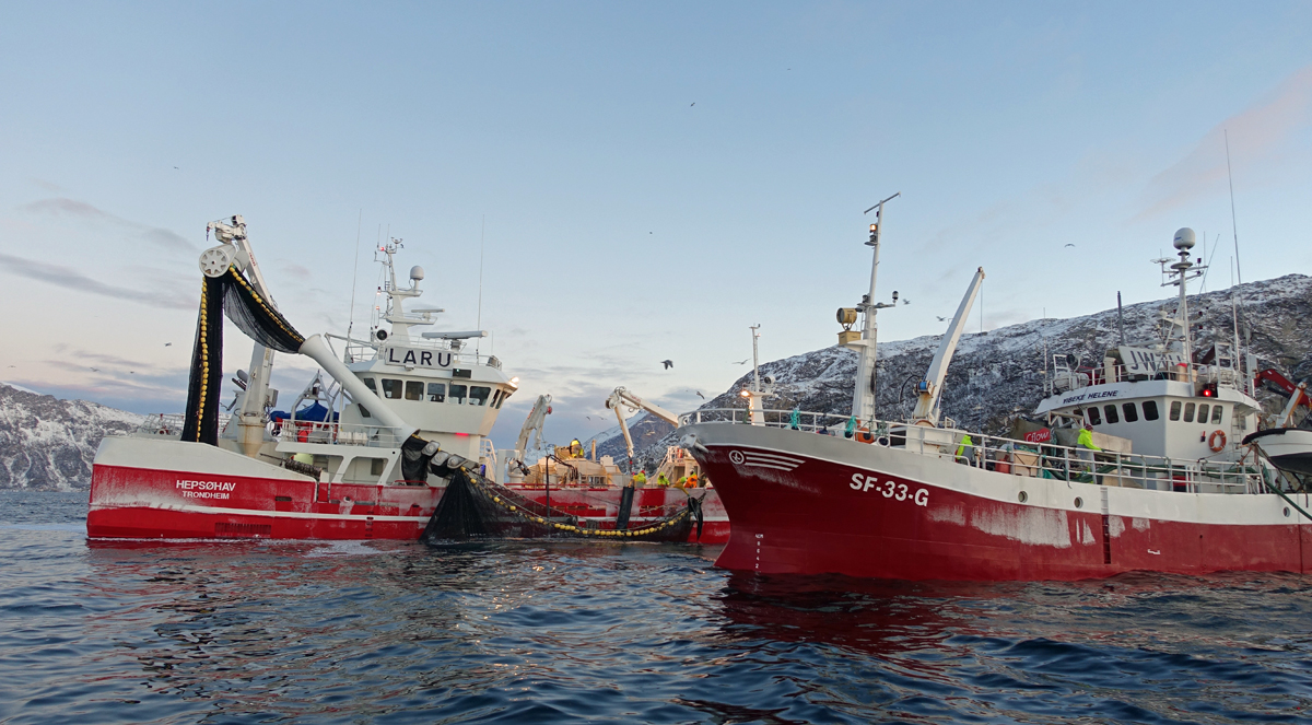 Sildefiske utenfor Kvaløya i Troms.