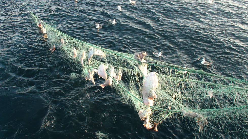 Garn med råtten fisk funnet på opprenskningstokt utenfor Senja. Foto: Fiskeridirektoratet.