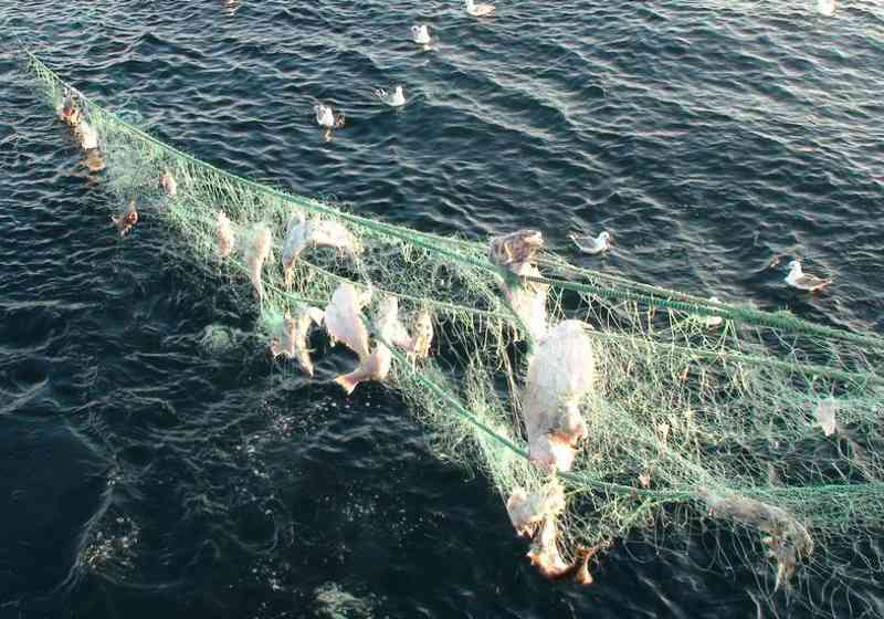 Garn med råtten fisk funnet på opprenskningstokt utenfor Senja. Foto: Fiskeridirektoratet.