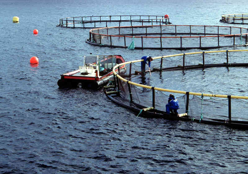 Photo: Norwegian Seafood Council.