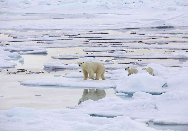 Isbjørnbinne med unger. Ann Kristin Balto, Norsk Polarinstitutt.