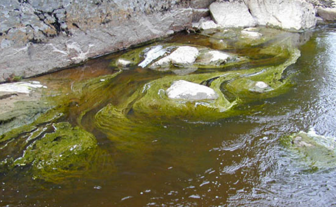 Skittent vann med grønske, og hvitt belegg på steinene. Overgjødsling gir unormal algevekst. Foto: Klif.