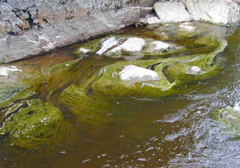 Skittent vann med grønske, og hvitt belegg på steinene. Overgjødsling gir unormal algevekst. Foto: Klif.