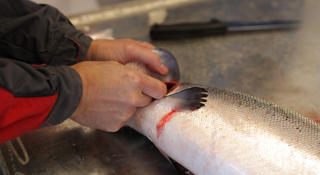 Photo: Norwegian Institute of Marine Research.