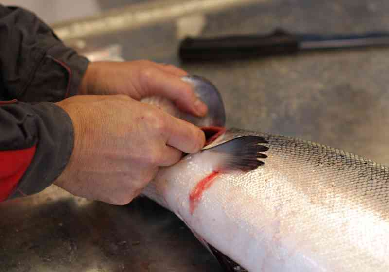 Photo: Norwegian Institute of Marine Research.