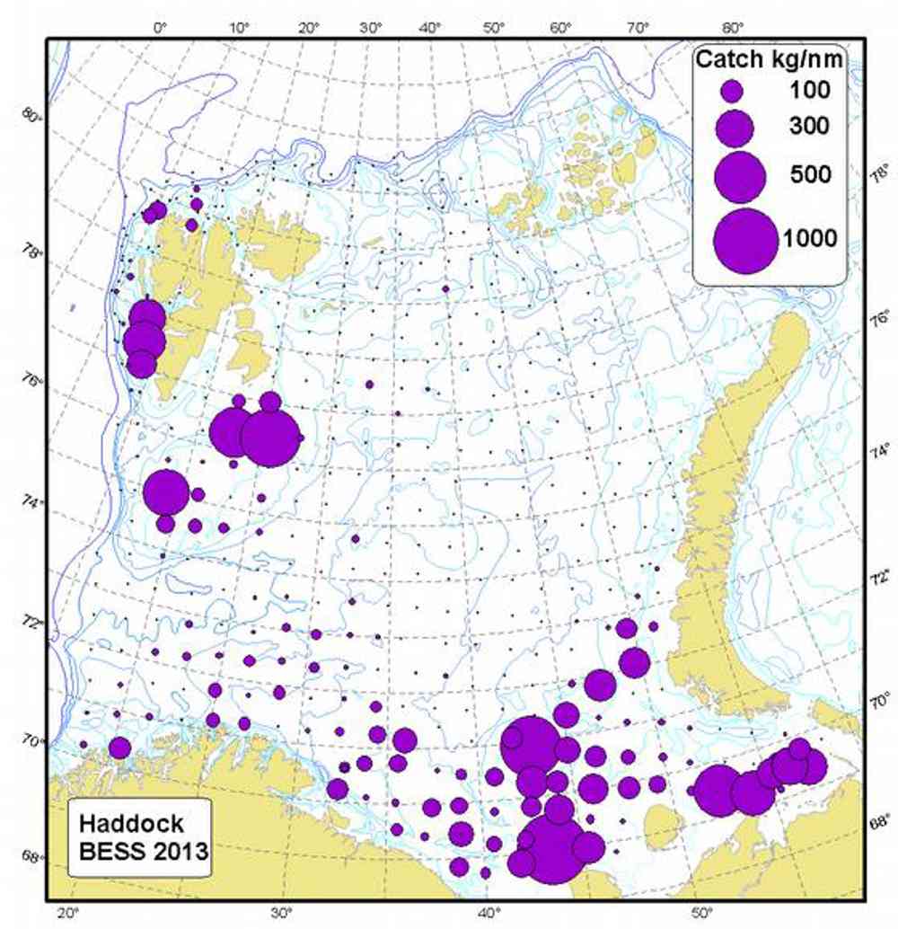 Geografisk fordeling av hyse i Barentshavet i august – september 2013 (kg/tråltime). Illustrasjon: Havforskningsinstituttet.