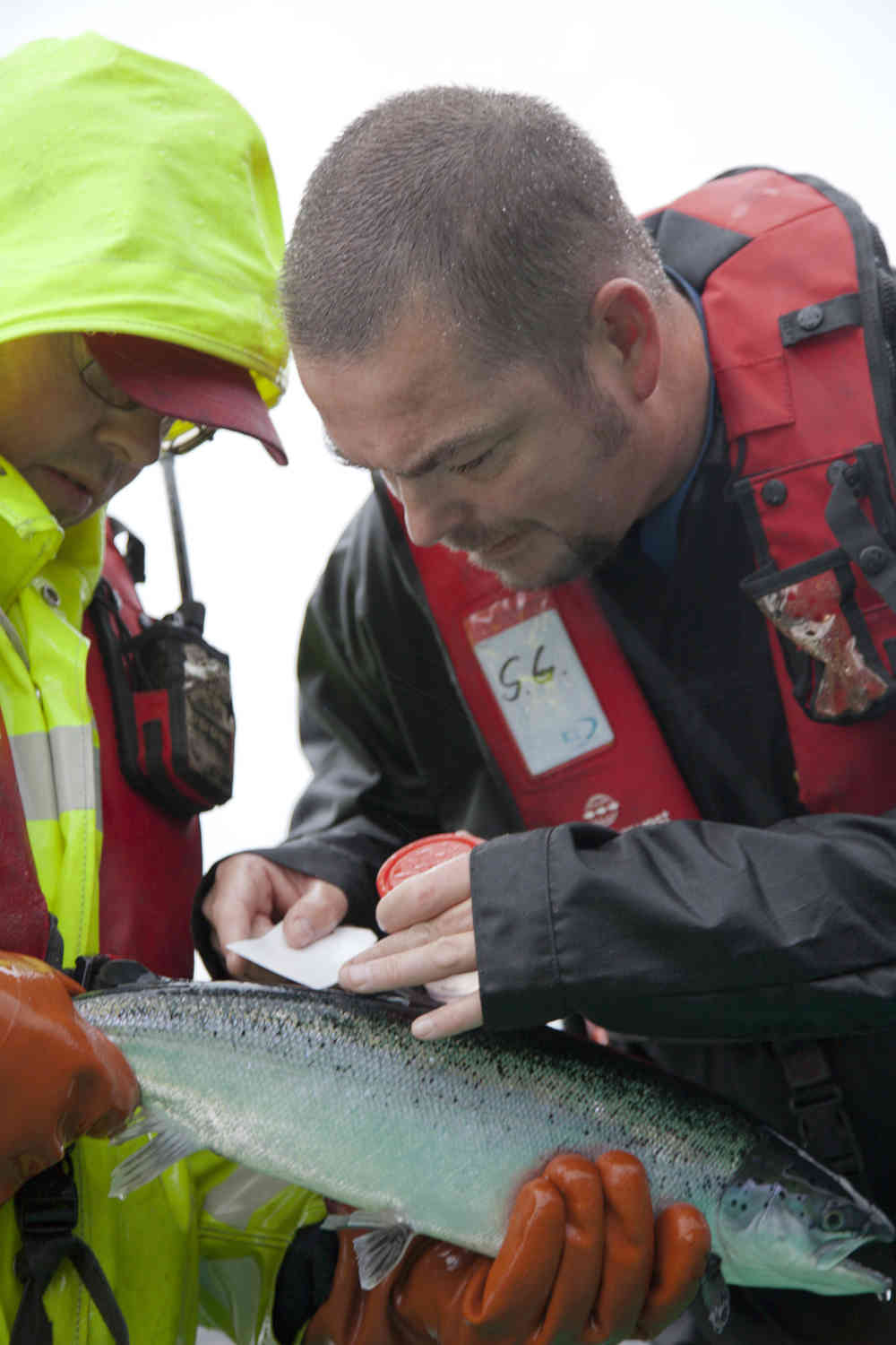 The Norwegian Food Safety Authority inspects fish farms along the whole coast.