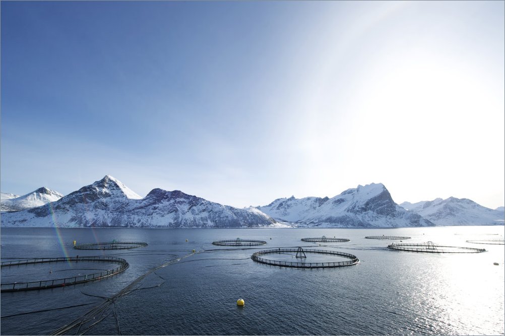 Laksemerder. Foto: Johan Wildhagen/Norwegian Seafood Council. 