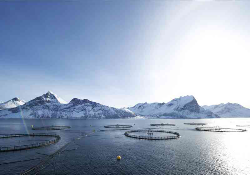 Laksemerder. Foto: Johan Wildhagen/Norwegian Seafood Council.