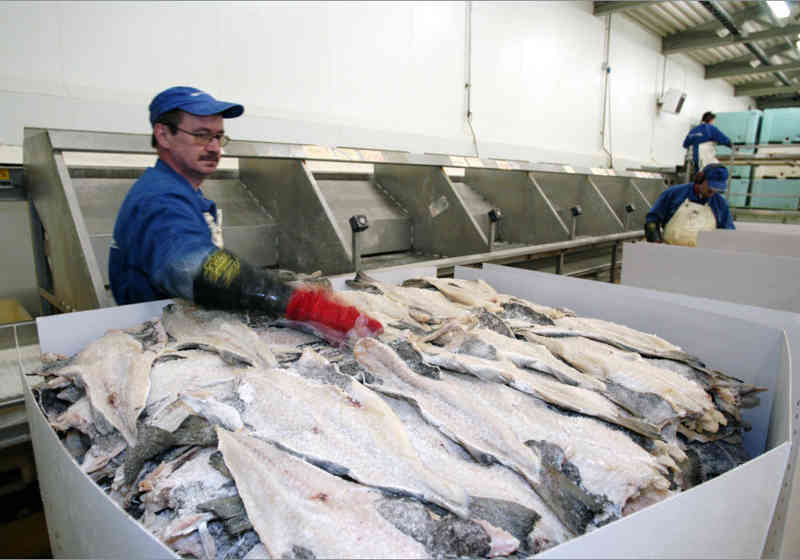 Salting av torsk. Foto. Norsk sjømatråd.