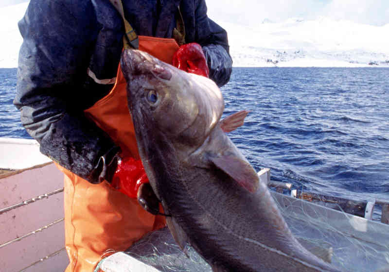 Fisker og fangst under Lofotfiske. Kjell Ove Storvik/Sjømatrådet.