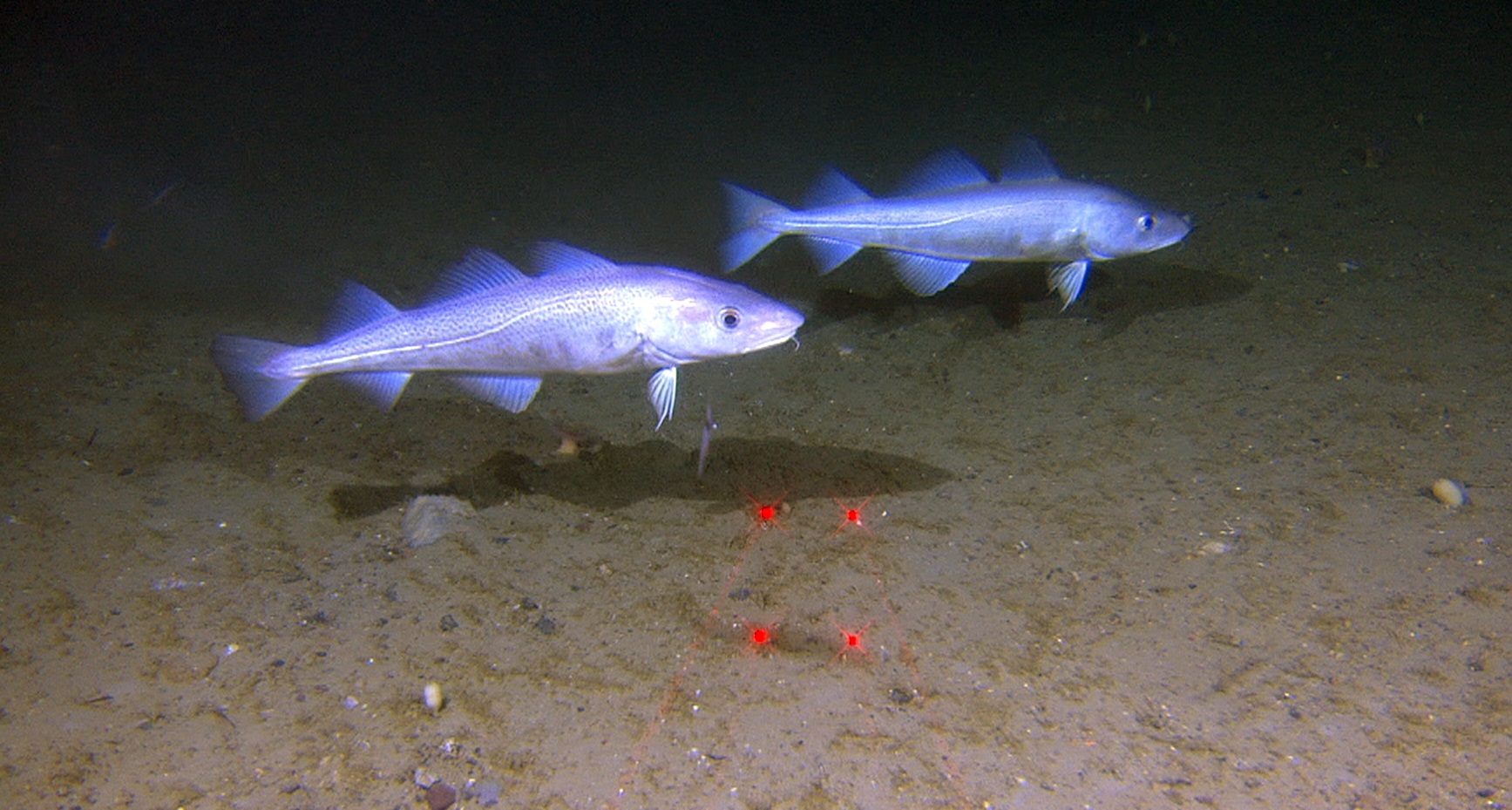 Torsk utenfor kysten av Finnmark. Foto: MAREANO.