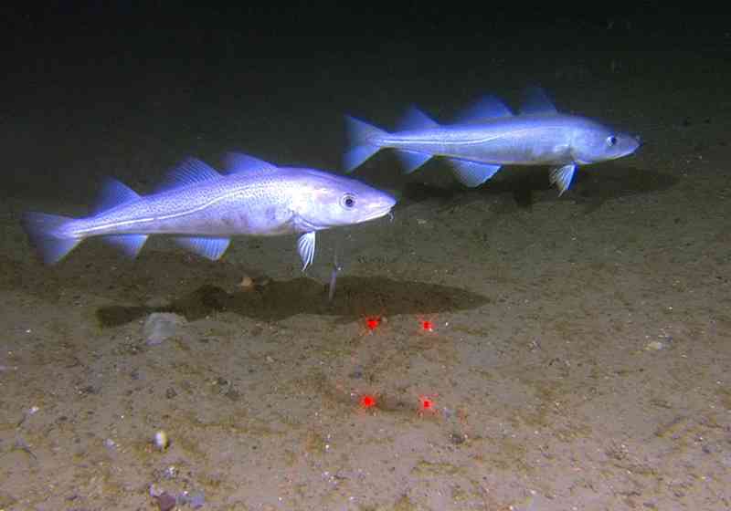 Cod off the coast of Finnmark. Photo: MAREANO.