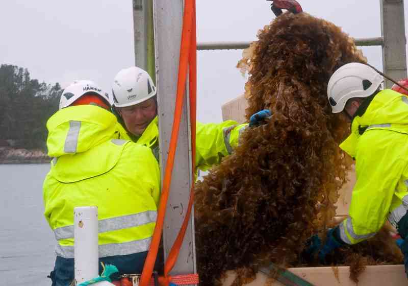 For Ocean Forest øker volumet av sukkertare som dyrkes hvert år. Her fra anlegget i Austevoll.