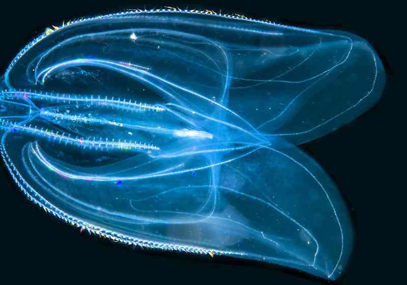 Mnemiopsis leidyi (amerikansk lobemanet) ble introdusert via ballastvann. Fremmed art som er observert og etablert i norske farvann. Foto: Artsdatabanken/Erling Svensen.