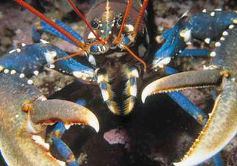 Europeisk hummer. Latinsk navn: Homarus gammarus. Foto: Erling Svensen.