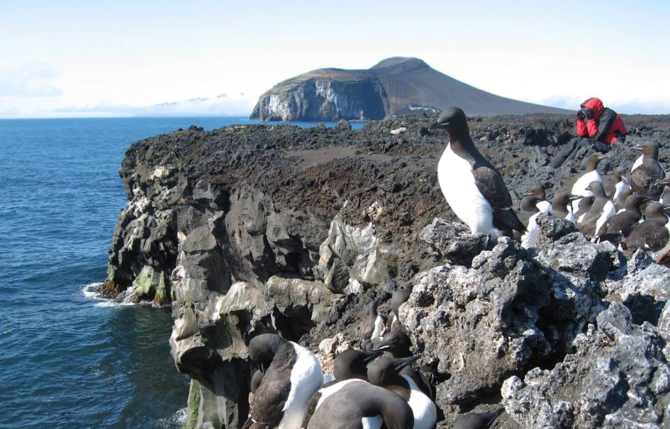 Sjøfuglovervåkning av polarlomvi på Jan Mayen. Foto: Erlend Lorentzen/Norsk Polarinstitutt.