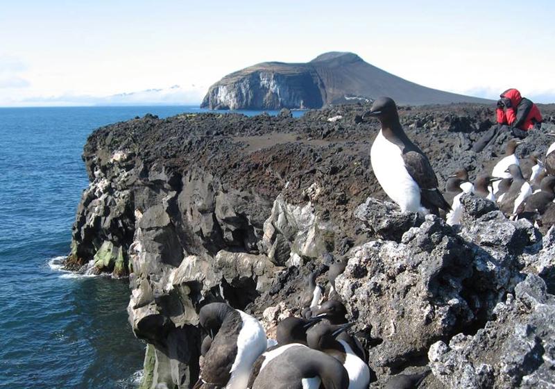 Sjøfuglovervåkning av polarlomvi på Jan Mayen. Foto: Erlend Lorentzen/Norsk Polarinstitutt.