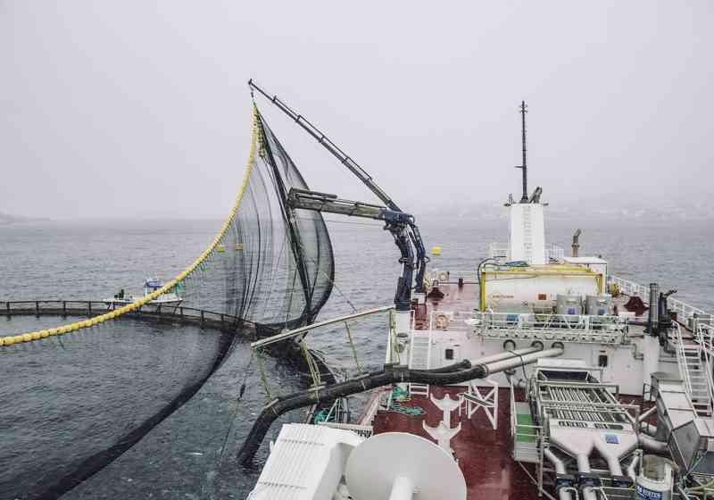 Brønnbåt på jobb i Nordland. Foto: Marius Fiskum/Norwegian Seafood Council.