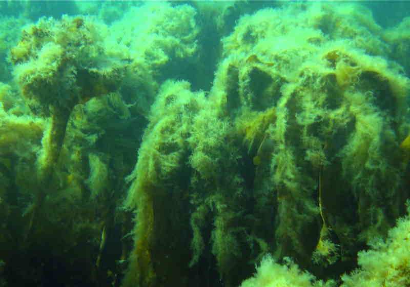 Tareskog rammet av trådformede alger. Foto: NIVA.