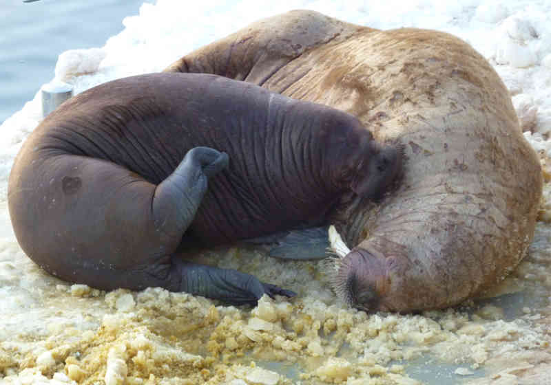 Hvalrossungene dier mora i to–tre år. Mødrene er alltid sammen med de små ungene og tar dem med seg til havs når de må spise. Foto: Steinar Aksnes / Norsk Polarinstitutt.