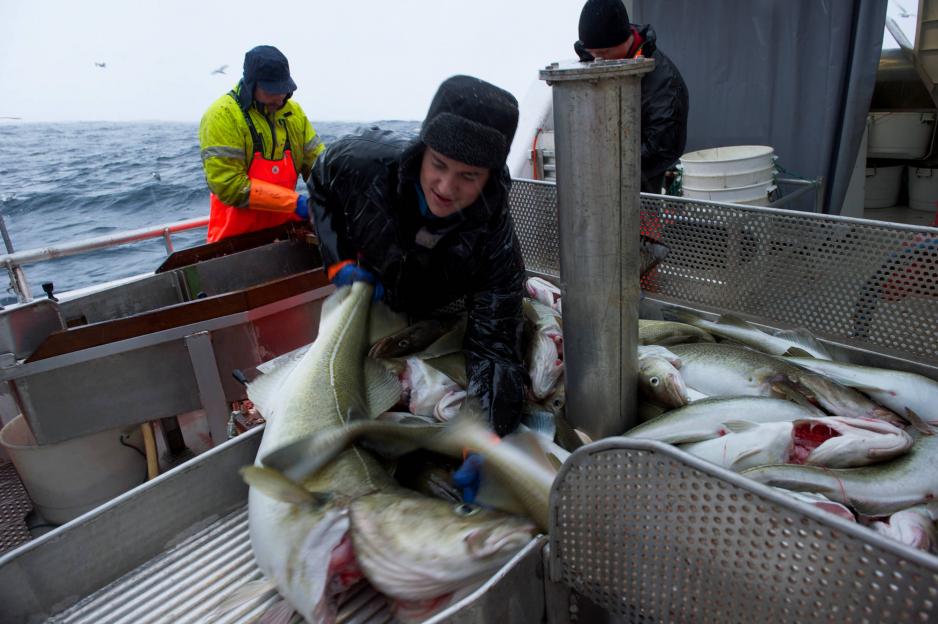 Lofotfiske og Lofotfishing henger godt sammen når messen arrangeres nå i slutten av mars. Illustrasjonsfoto: Johan Wildhagen/Norges sjømatråd.