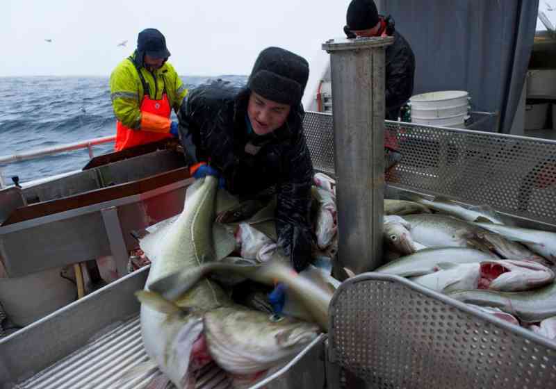 Lofotfiske og Lofotfishing henger godt sammen når messen arrangeres nå i slutten av mars. Illustrasjonsfoto: Johan Wildhagen/Norges sjømatråd.