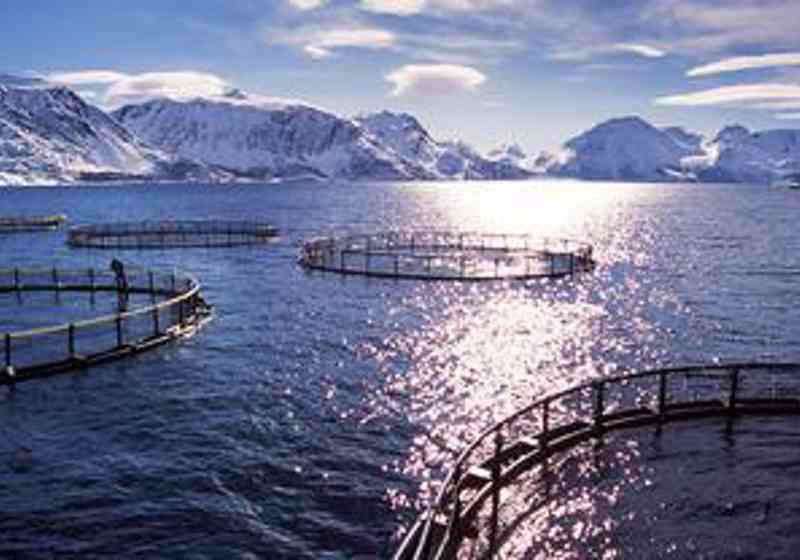 Havforskningsinstituttet har levert risikovurderingen for fiskeoppdrett til Fiskeridirektoratet. Foto: IMR