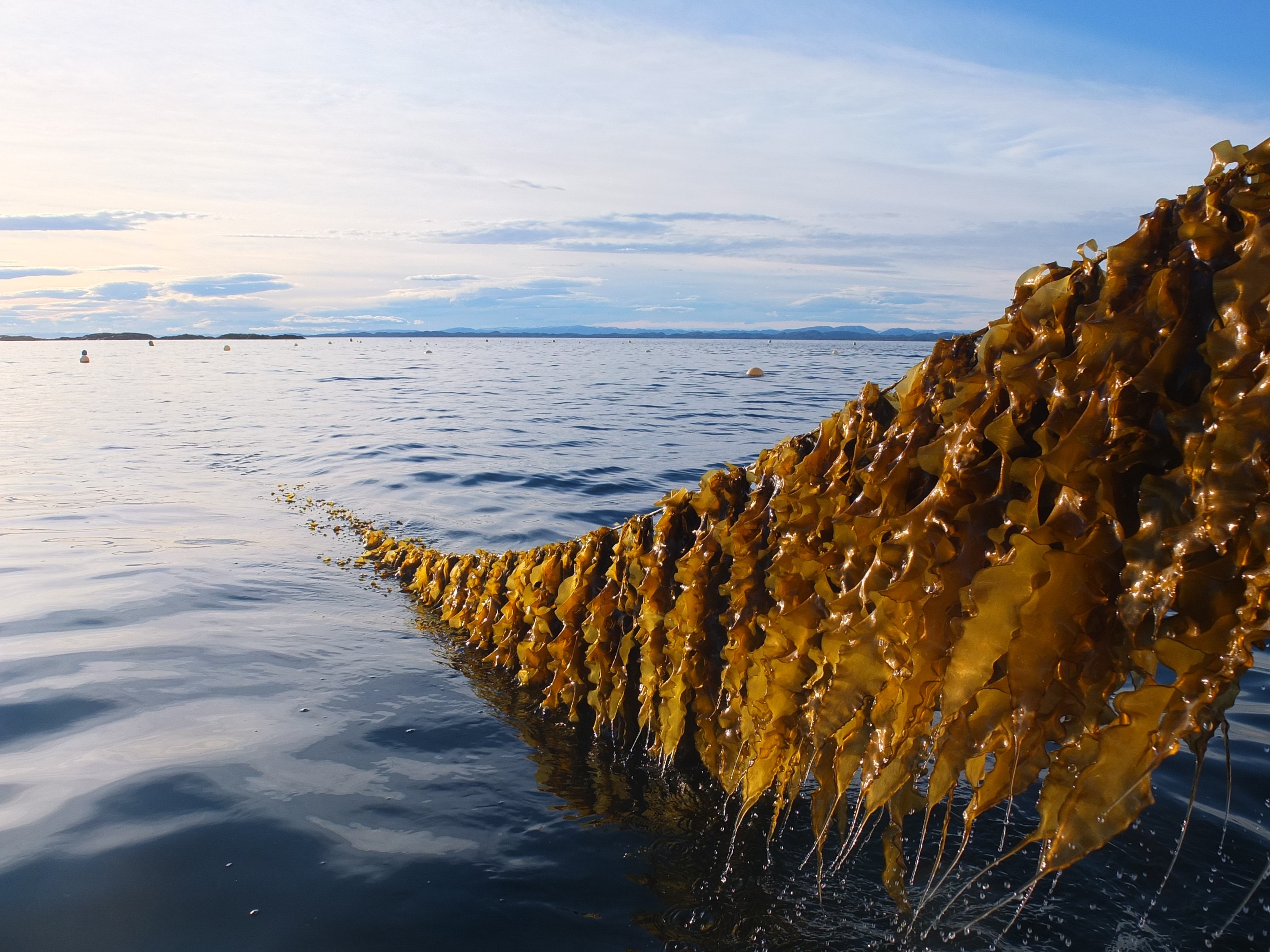 Flere aktører melder om økt produksjon. Foto: Seaweed Solutions AS.