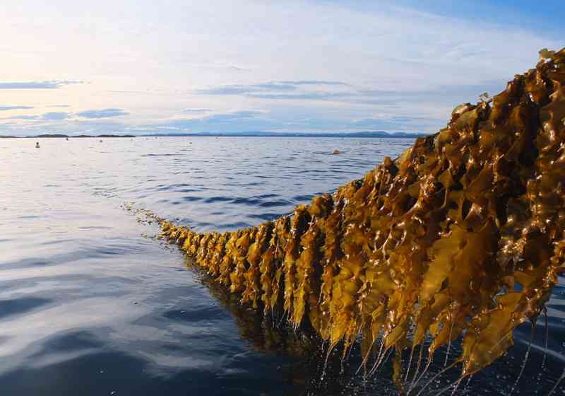 Flere aktører melder om økt produksjon. Foto: Seaweed Solutions AS.