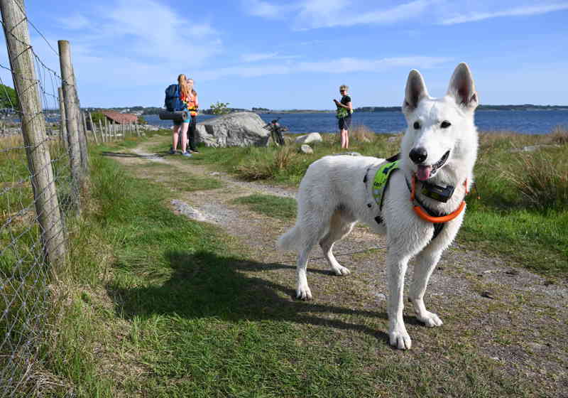 Redningshund søk Viste Stavanger