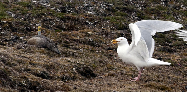 Ærfugl på reir (til venstre) blir ofte utsatt for reinplyndring av polarmåke. Det husker førsnevnte. Foto: Elise Biersma, Norsk Polarinstitutt.