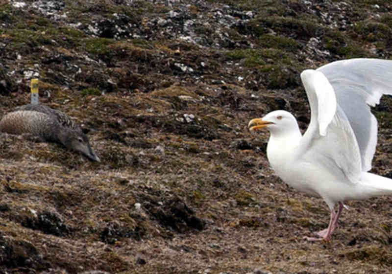 Ærfugl på reir (til venstre) blir ofte utsatt for reinplyndring av polarmåke. Det husker førsnevnte. Foto: Elise Biersma, Norsk Polarinstitutt.