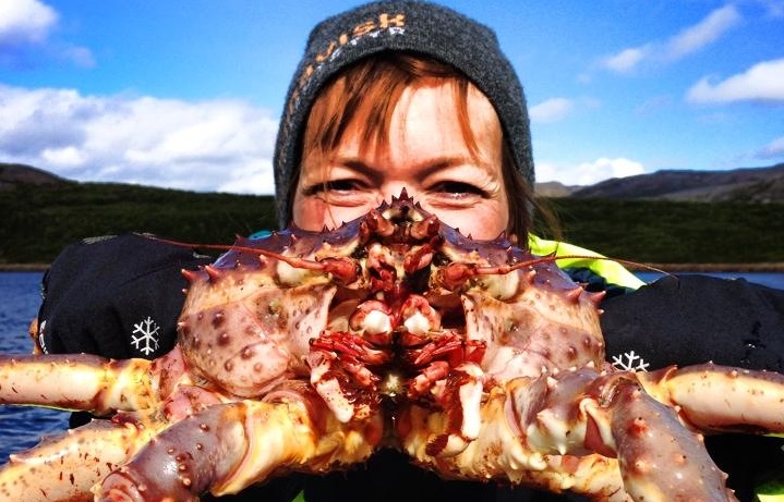 The king crab has now also become a tourist attraction.