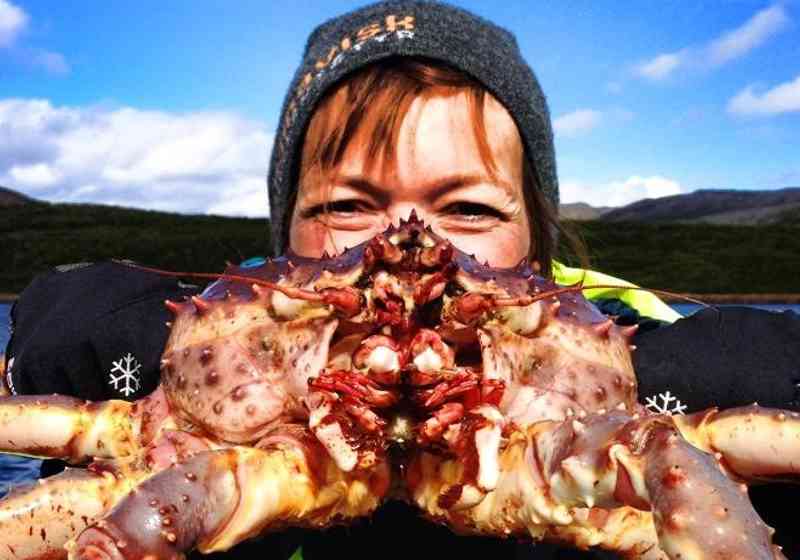 The king crab has now also become a tourist attraction.