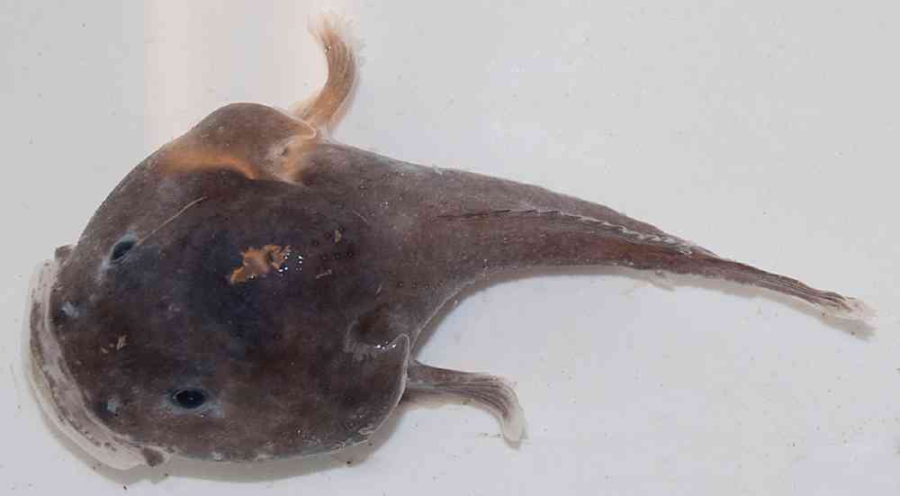 En sjelden art: Glattpanneulke eller Cottunculus aubspinosus er en sjelden art som lever på dypere vann enn 900 meter. Fisken lever også i svært kaldt vann, rundt 0 grader. Foto: Arve Lynghammar.