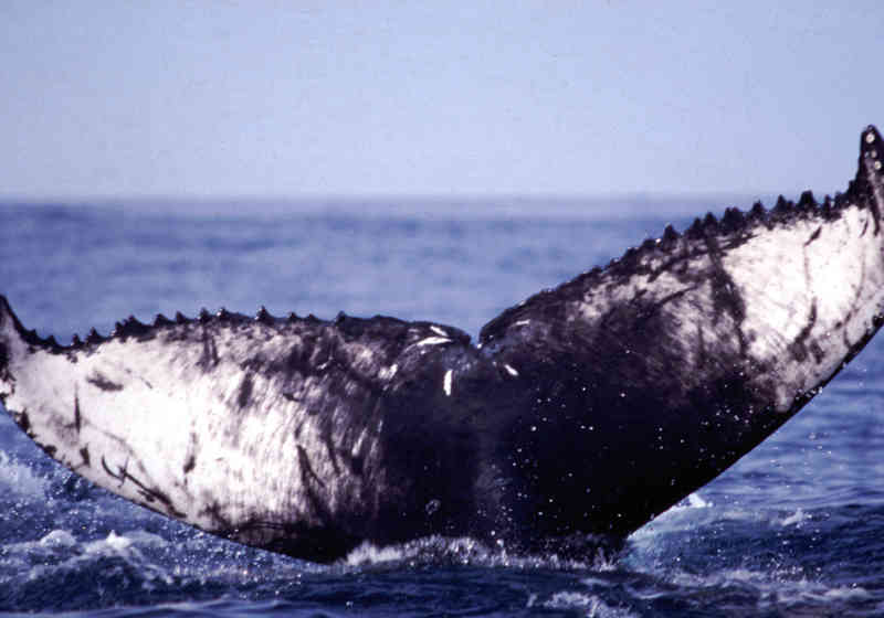 Halen til knølhval. Foto: Havforskningsinstituttet.