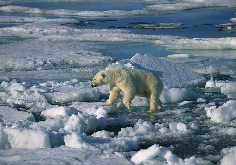 Isbjørn på oppsprukken sjøis. Foto: Norsk Polarinstitutt.