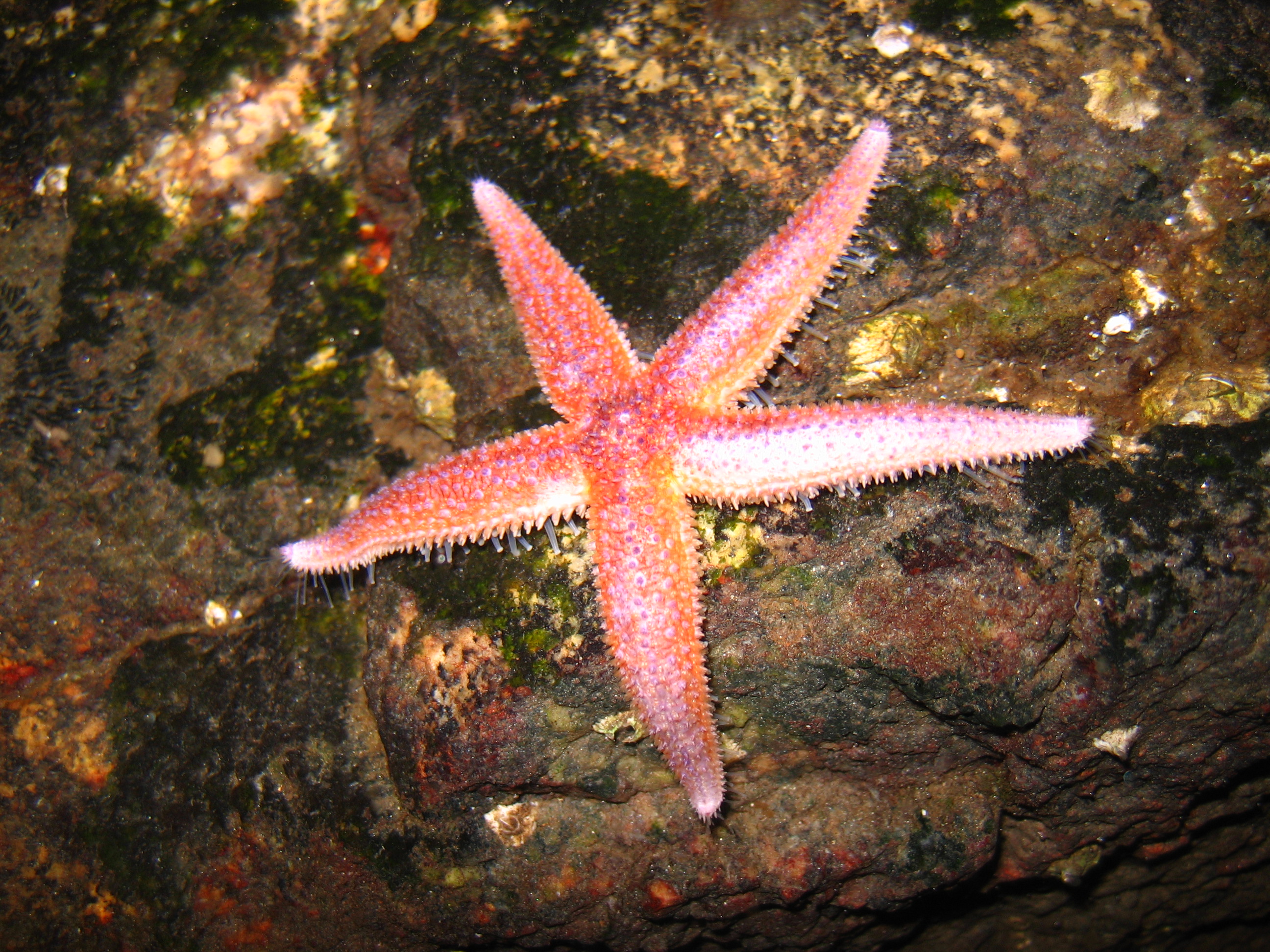 Sjøstjerner er en av mange arter som er utsatt ved forsuring av havet. Foto: Silje L. Bakke/Creative Commons
