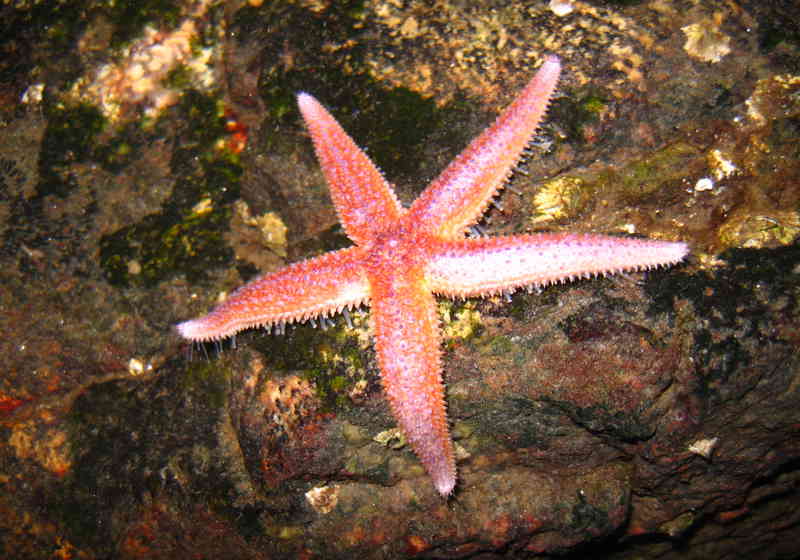 Sjøstjerner er en av mange arter som er utsatt ved forsuring av havet. Foto: Silje L. Bakke/Creative Commons