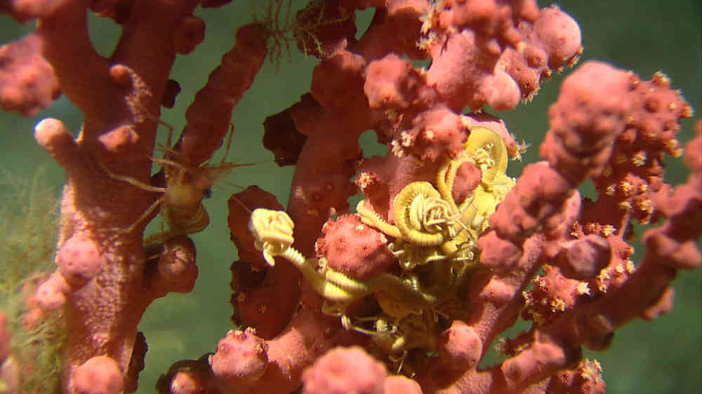 Many animals thrive on Norwegian cold-water reefs. Photo: IMR/MAREANO.