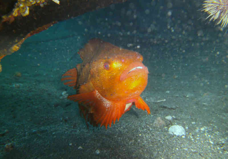 Rognkjeks i havnebassenget etter oppryddingen. Foto: DykkerSentret AS, Tromsø.