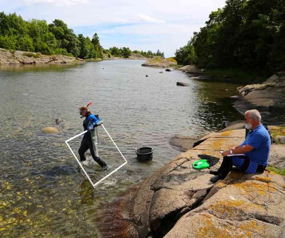 Havforskningsinstituttet har overvakt stillehavsøsters langs Skagerrakkysten sidan 2008. Foto: Espen Bierud/IMR.