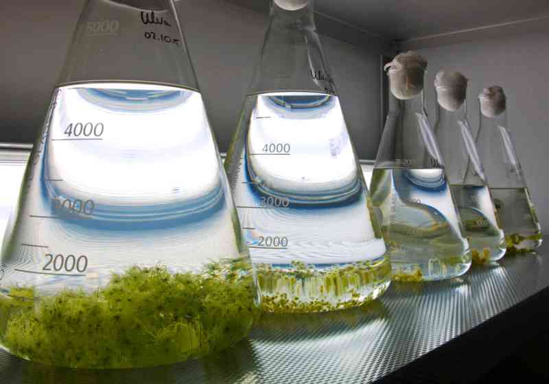 Hvilke makroalger kan dyrkes frem i laboratoriet? 