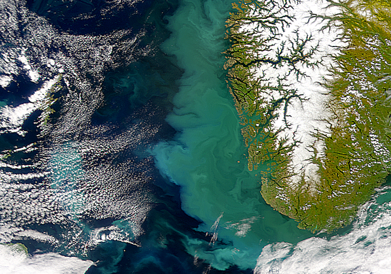 Plankton blomstrer opp til havs og føres nordover med Kyststrømmen. Bildet er hentet fra SeaWiFS-sensoren i juni 2000. Foto: NASA.