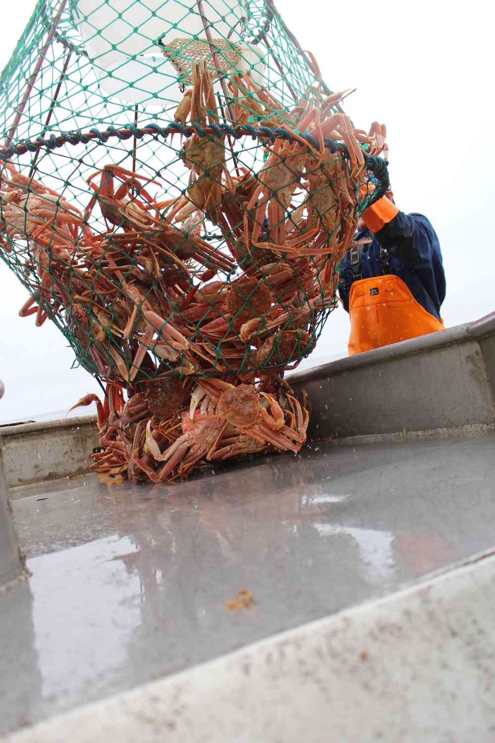 Det fanges stadig mer snøkrabbe utenfor kysten vår. Foto: Leonore Olsen/Sintef.